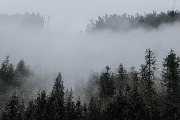 Foto grátis Árvores cercadas por nevoeiros na floresta