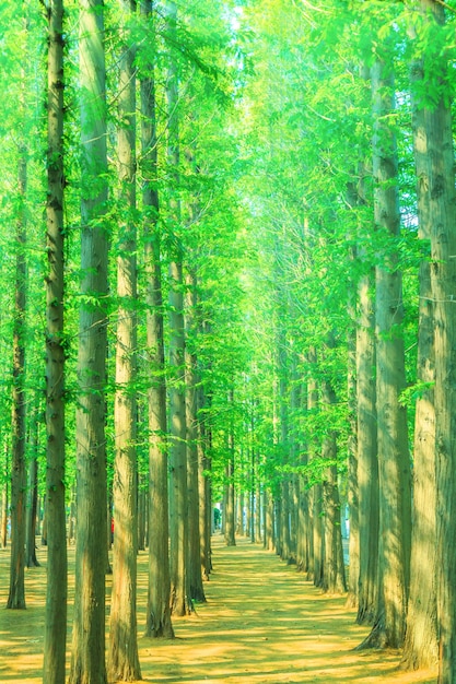 Foto grátis Árvores com folhas verdes