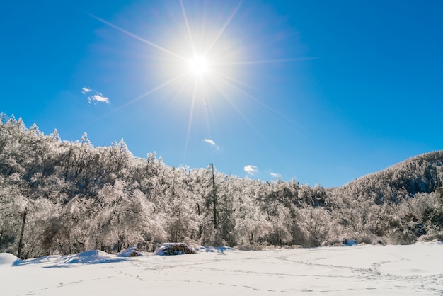 Árvores congeladas no inverno com céu azul