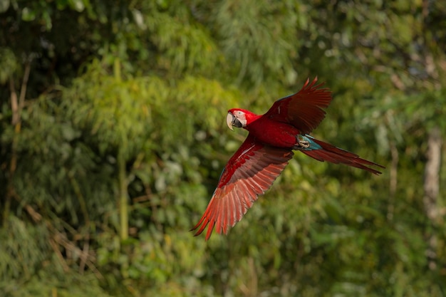 Foto grátis ave da américa do sul no habitat natural