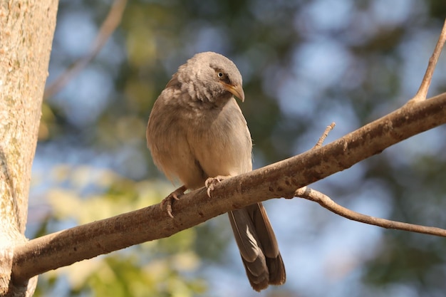 Foto grátis babbler da selva empoleirado em um galho de árvore