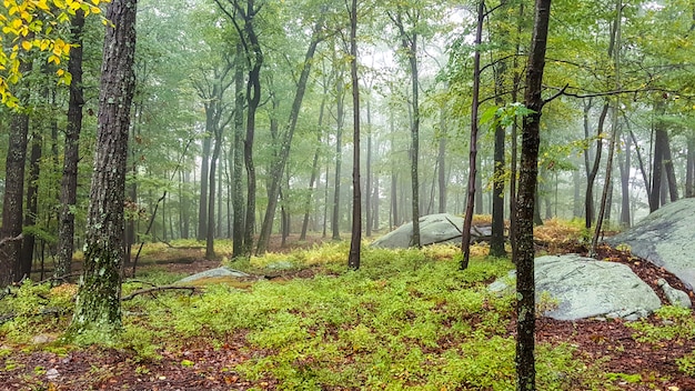 Foto grátis bela área em uma floresta com árvores altas