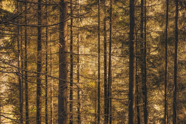 Foto grátis bela floresta cheia de árvores altas sob a luz do sol