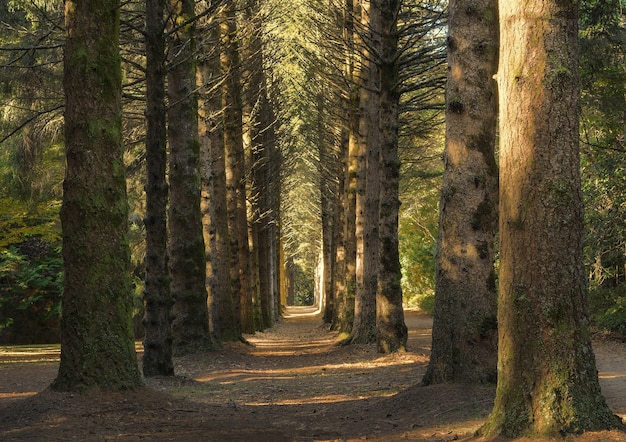 Foto grátis bela foto de um caminho no meio de uma floresta com grandes árvores altas durante o dia