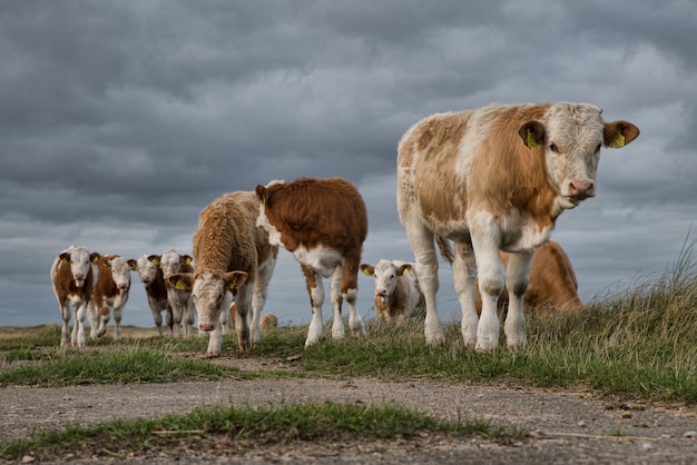 Bela foto de um grupo de vacas no pasto sob as belas nuvens escuras