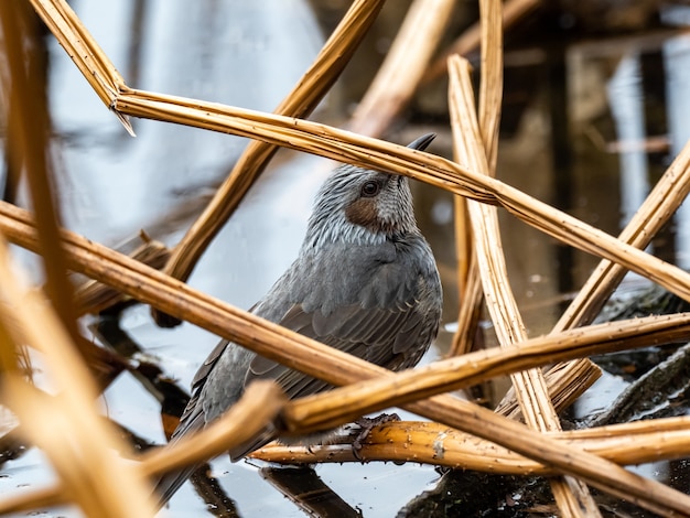 Foto grátis bela foto de um lindo bulbul japonês marrom em um galho perto de um lago em tóquio, japão