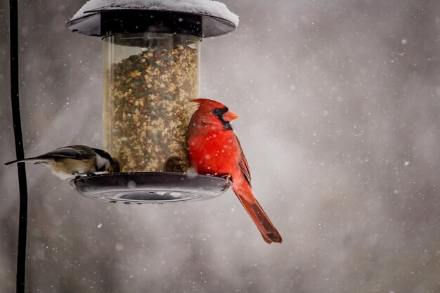 Foto grátis bela foto de um lindo pássaro cardeal do norte em um dia de inverno