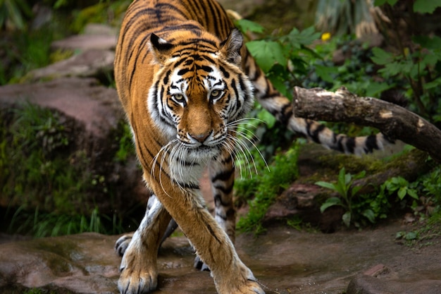 Foto grátis bela foto de um tigre parado na floresta durante o dia