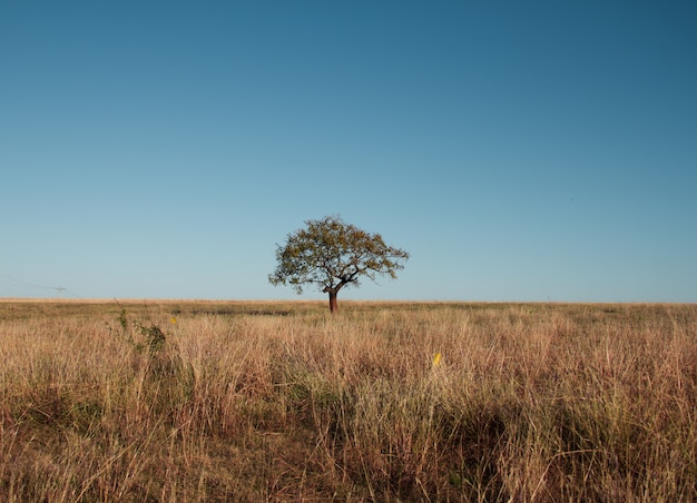 Bela foto de uma árvore em um campo