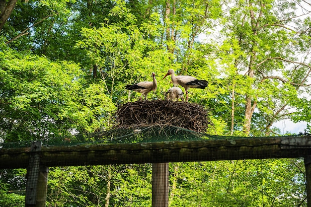 Foto grátis bela foto de uma família de cegonha-branca em seu ninho na primavera