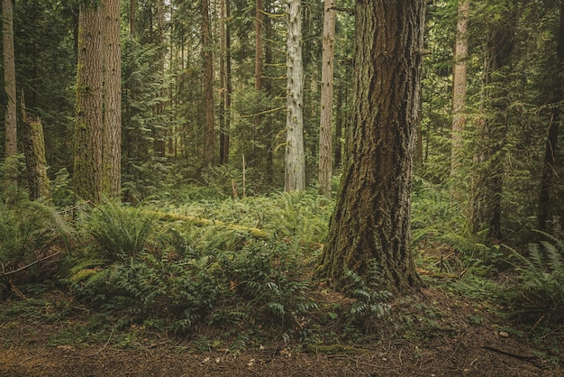 Foto grátis bela foto de uma floresta com plantas de folhas verdes e árvores altas