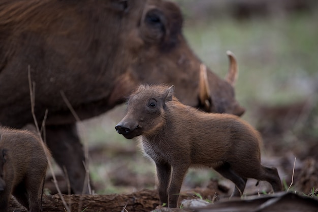 Foto grátis bela foto de uma mãe javali africana com seu bebê