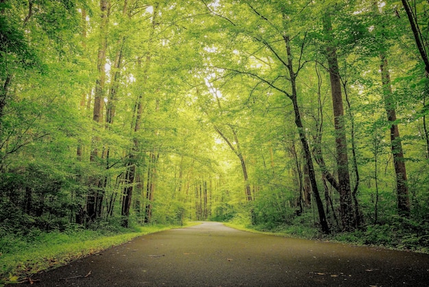 Foto grátis bela foto de vegetação e bosques na floresta