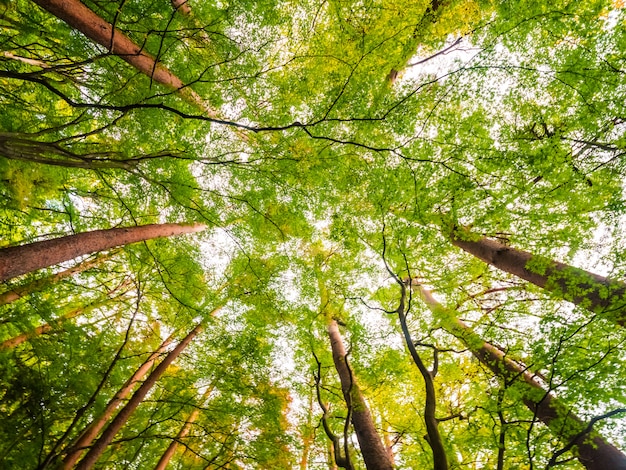 Foto grátis bela paisagem de uma grande árvore na floresta com vista de baixo anjo