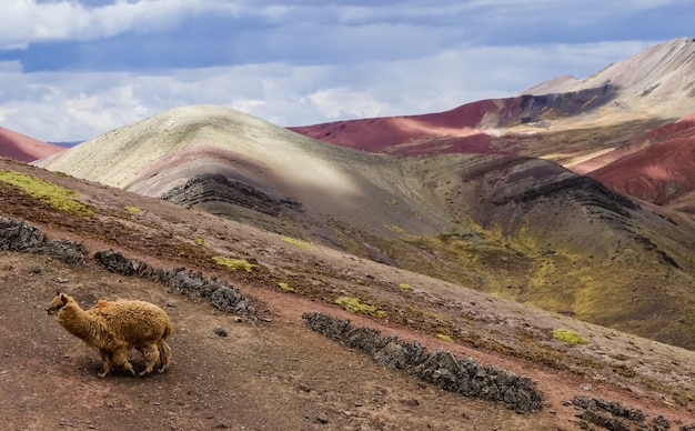 Foto grátis belas montanhas de arco-íris palcoyo e um lhama selvagem em cusco, peru, sob um céu nublado