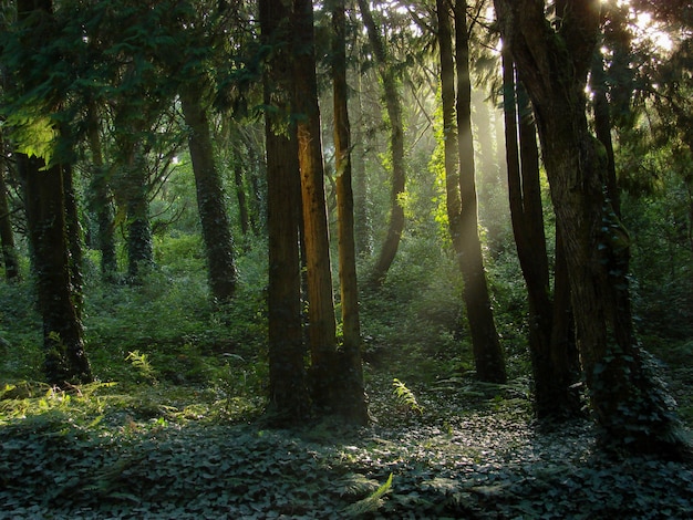 Foto grátis belas paisagens do sol brilhando sobre uma floresta verde cheia de diferentes tipos de plantas