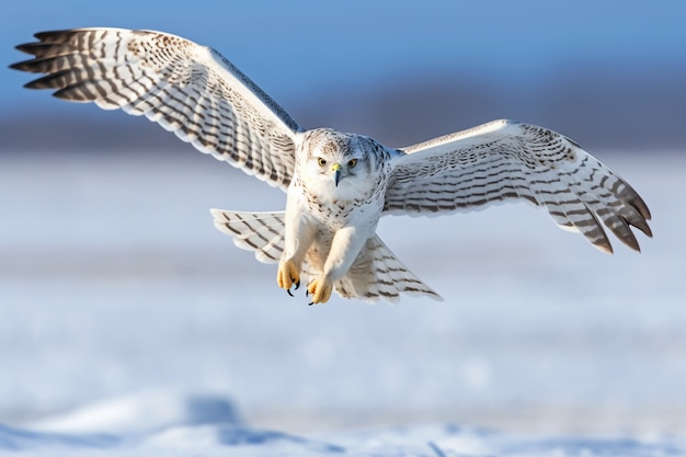 Foto grátis belos falcões na natureza