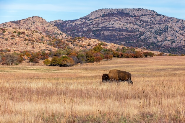 Bisão na cordilheira do refúgio de vida selvagem nas montanhas Wichita, localizado no sudoeste de Oklahoma