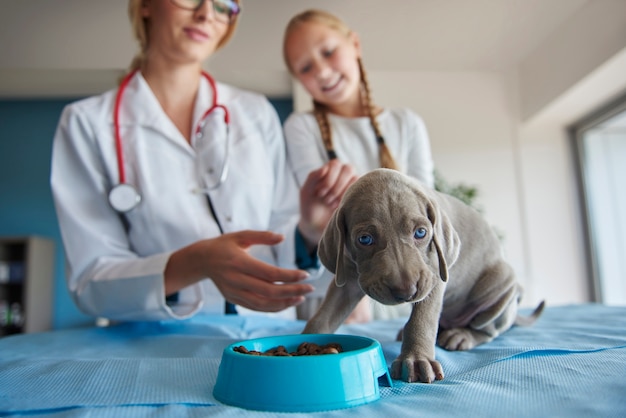 Foto grátis cachorrinho começa a comer