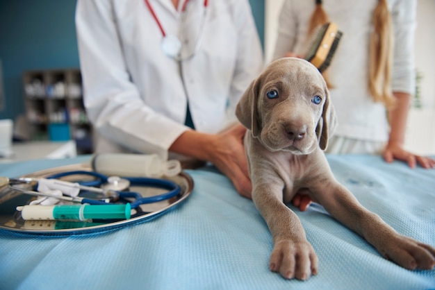 Foto grátis cachorro cinza no veterinário