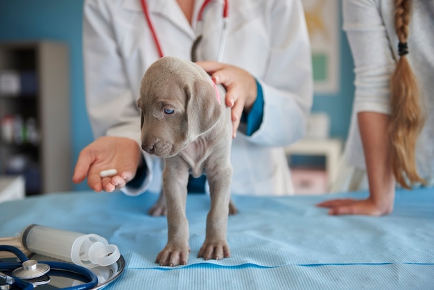 Foto grátis cachorro doente tomando um comprimido