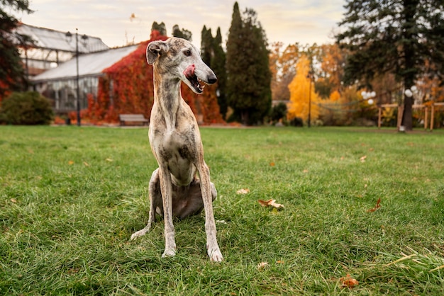 Foto grátis cachorro fofo de vista frontal passando tempo ao ar livre