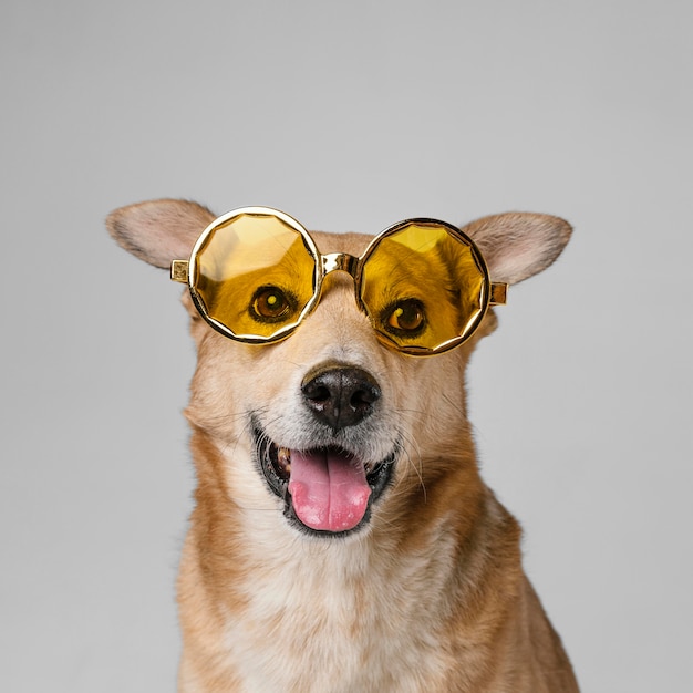 Foto grátis cachorro sorridente fofo usando óculos escuros