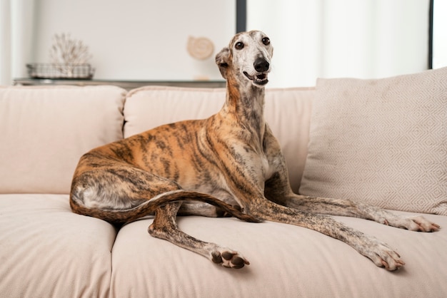 Foto grátis cachorro sorridente sentado no sofá