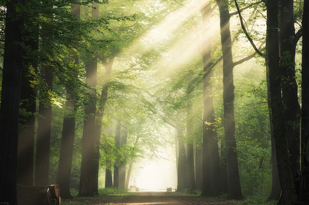 Foto grátis caminho no meio das árvores de folhas verdes com o sol brilhando através dos galhos