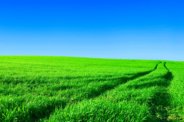 Foto grátis campo com céu azul