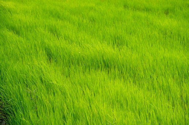 Foto grátis campo de arroz verde na tailândia