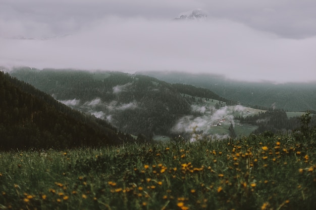 Campo de flores amarelas perto da montanha sob o céu cinzento