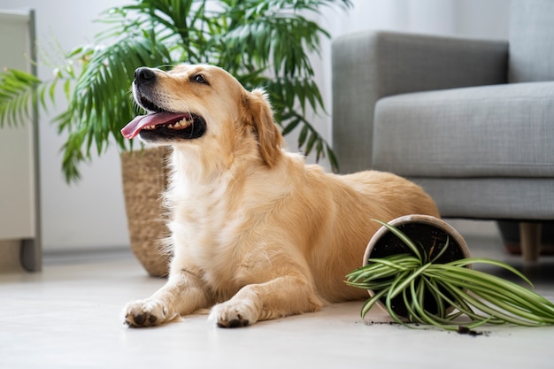 Cão bonito e planta em vaso dentro de casa