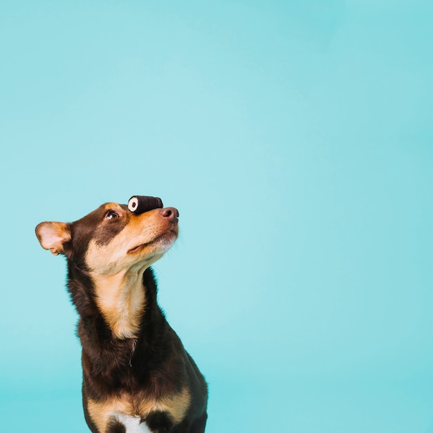 Foto grátis cão com nariz doce