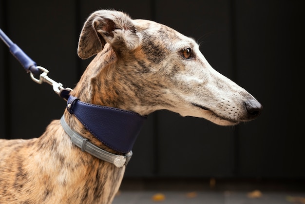 Foto grátis cão galgo andando ao ar livre