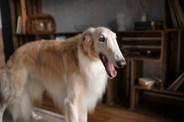 Foto grátis cão galgo bonito relaxante dentro de casa