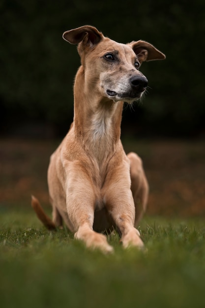 Foto grátis cão galgo com plano completo de fundo embaçado