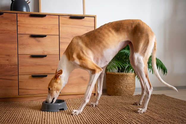 Foto grátis cão galgo comendo comida em casa