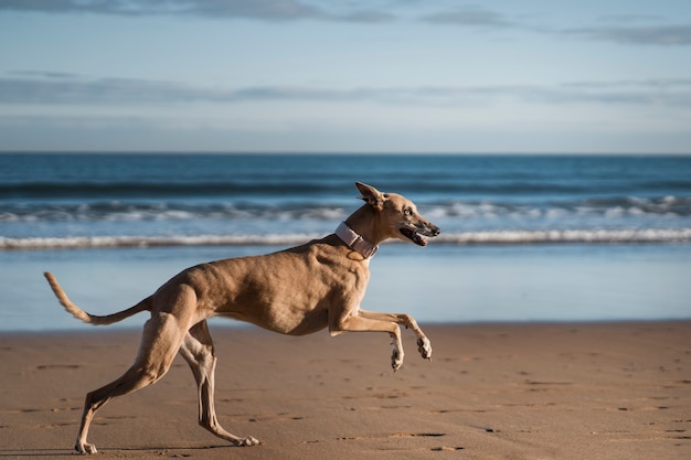 Foto grátis cão galgo correndo na praia