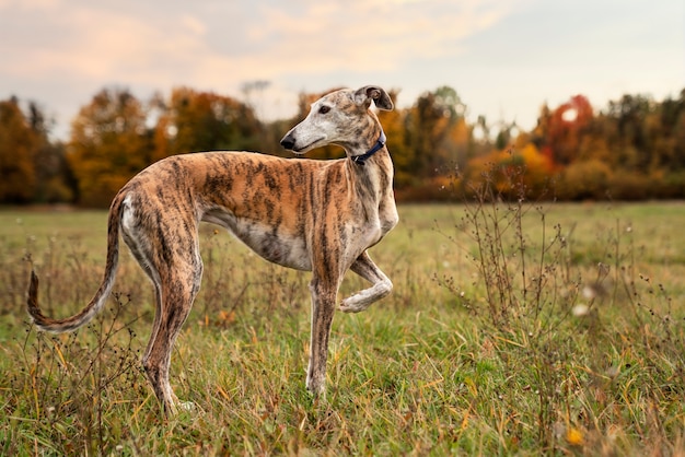 Foto grátis cão galgo curtindo sua caminhada