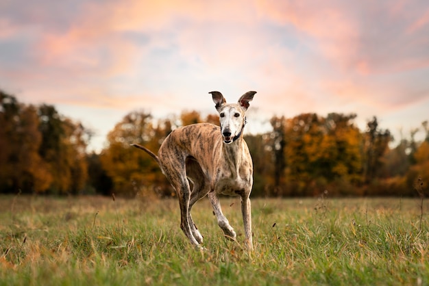 Foto grátis cão galgo curtindo sua caminhada