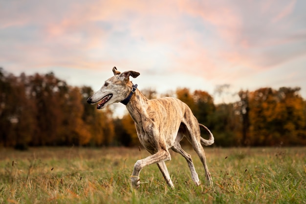 Foto grátis cão galgo curtindo sua caminhada