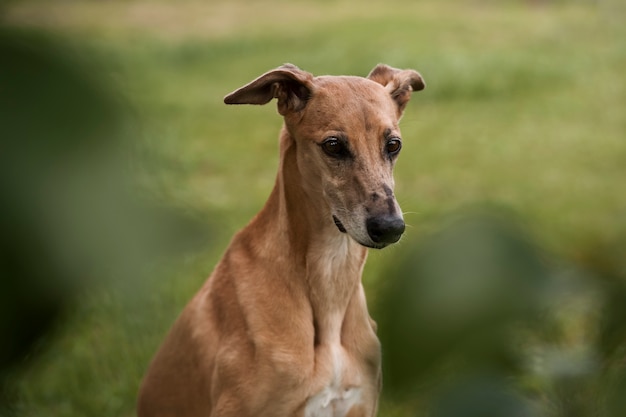 Foto grátis cão galgo de alto ângulo com fundo desfocado