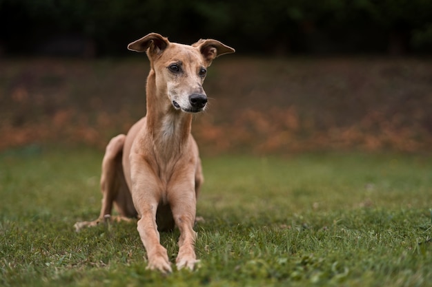 Foto grátis cão galgo de tiro completo com fundo desfocado