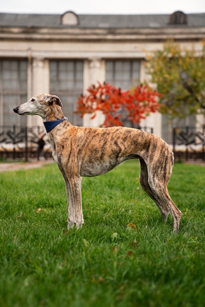 Foto grátis cão galgo na natureza