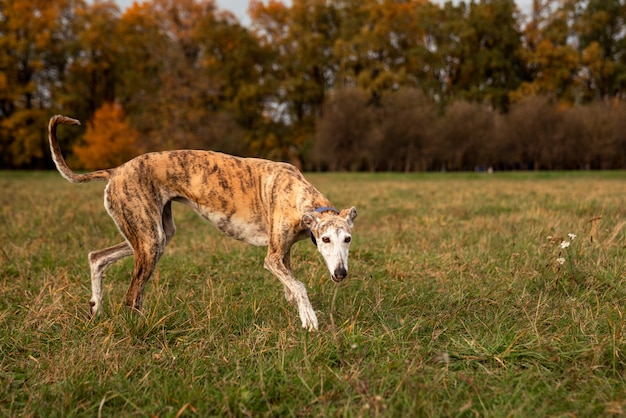 Foto grátis cão galgo passar tempo na natureza