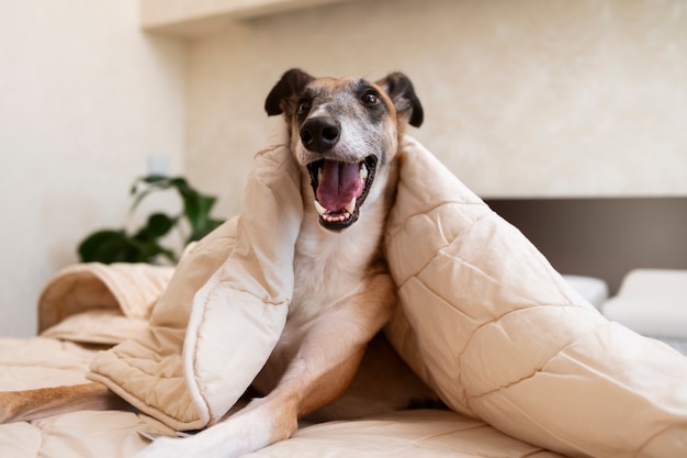 Cão galgo sorridente, deitado na cama