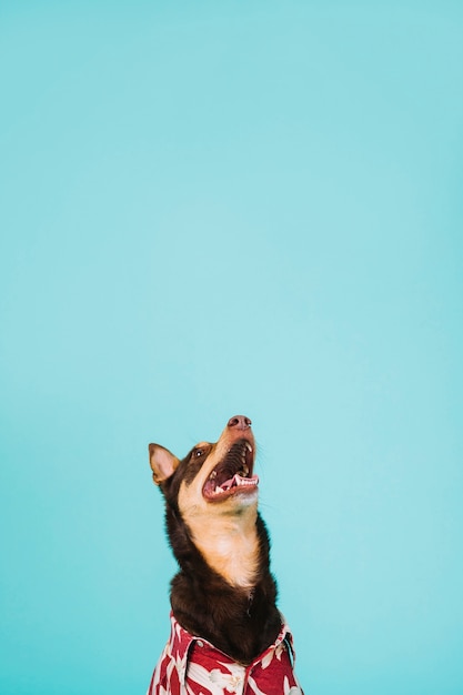 Foto grátis cão olhando para cima