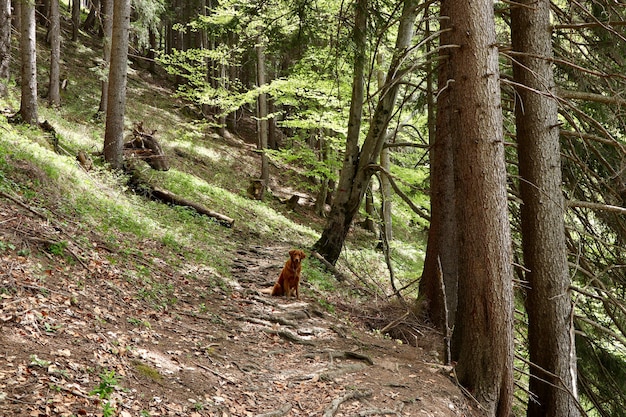 Foto grátis cão retriever dourado solitário sentado no caminho perto de árvores altas em uma floresta