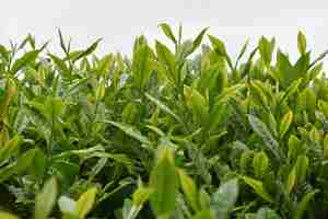 Foto grátis captura aproximada de folhas de plantas de chá verde sobre fundo desfocado